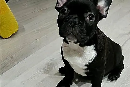 Buldog Francuski Szczenięta, Łódzkie, Moszczenica
