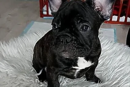 Buldog Francuski Szczenięta, Łódzkie, Moszczenica
