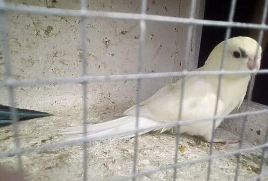 Sprzedam kozy, Kujawsko-pomorskie, Kwieciszewo