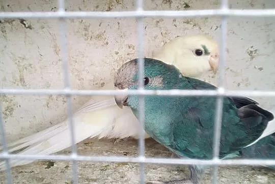 Sprzedam kozy, Kujawsko-pomorskie, Kwieciszewo