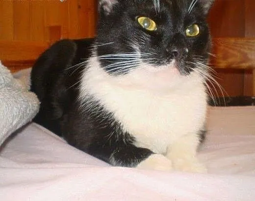 Olbrzym Maciuś do adopcji, łódzkie Łódź