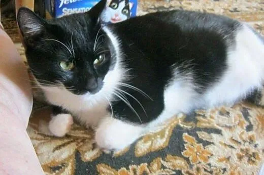Olbrzym Maciuś do adopcji,  łódzkie Łódź