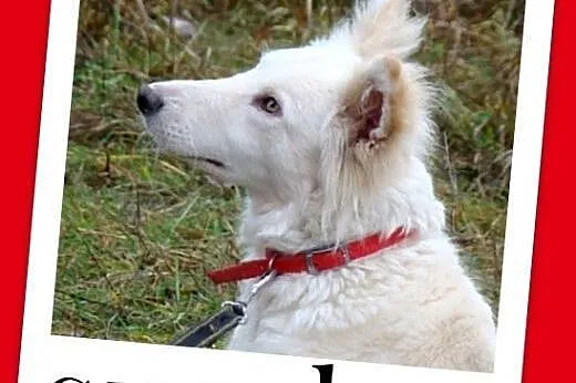 14 kg,biało-biszkoptowa,łagodna,delikatna suczka KSIĘŻNICZKA.Adopcja,  małopolskie Kraków