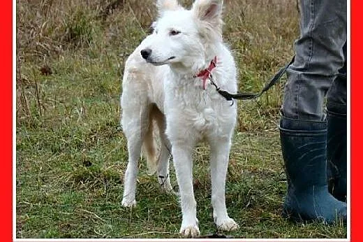 14 kg,biało-biszkoptowa,łagodna,delikatna suczka K