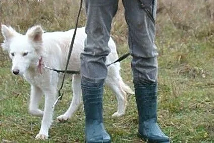 14 kg,biało-biszkoptowa,łagodna,delikatna suczka K