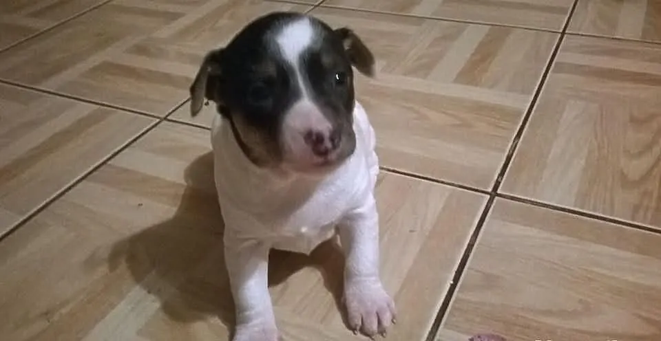 Pilne! Oddam małe piękne pieski w odpowiednie ręce