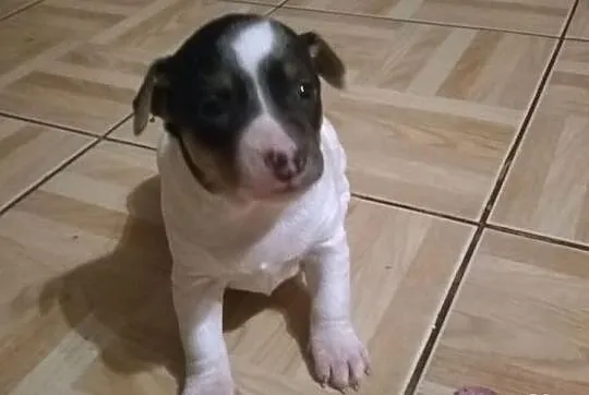 Pilne! Oddam małe piękne pieski w odpowiednie ręce