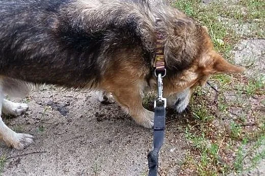 Misio szuka odpowiedzialnego i kochającego domku, 