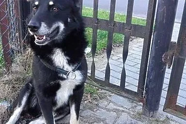 Gucio, wspaniały pies ok. 5 lat,  łódzkie Skiernie