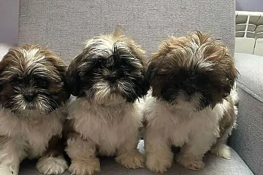Shih tzu piesek