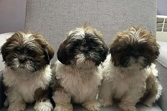 Shih tzu piesek, Małopolskie, Kęty
