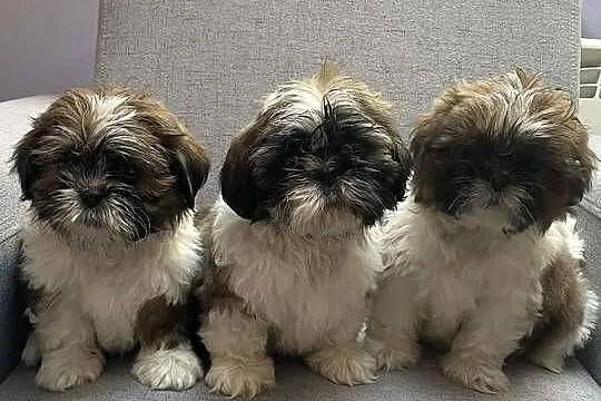 Shih tzu piesek, Małopolskie, Kęty