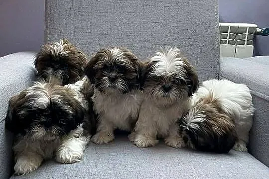 Shih tzu piesek, Małopolskie, Kęty