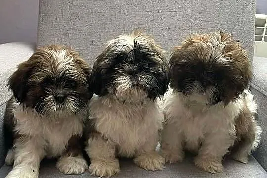 Shih tzu piesek, Małopolskie, Kęty