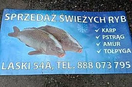 Karp prosto z wody