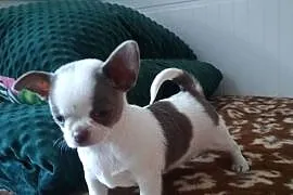 Chihuahua dziewczynka wyjątkowa