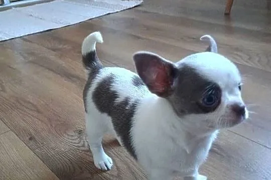 Chihuahua dziewczynka wyjątkowa, Łódzkie, Kleszczów