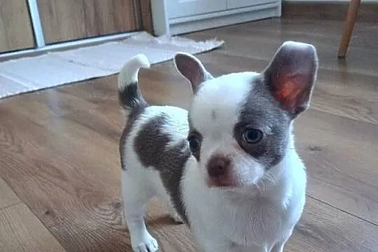 Chihuahua dziewczynka wyjątkowa, Łódzkie, Kleszczów