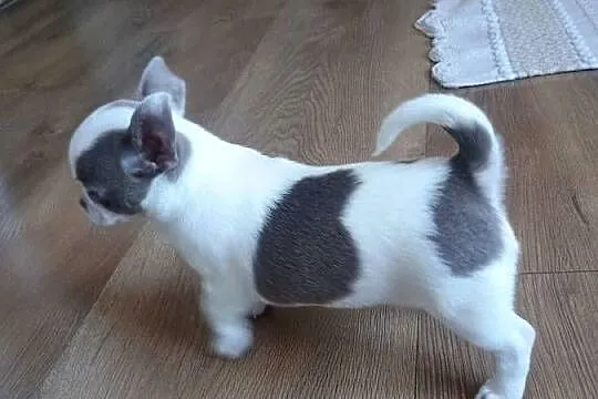 Chihuahua dziewczynka wyjątkowa, Łódzkie, Kleszczów