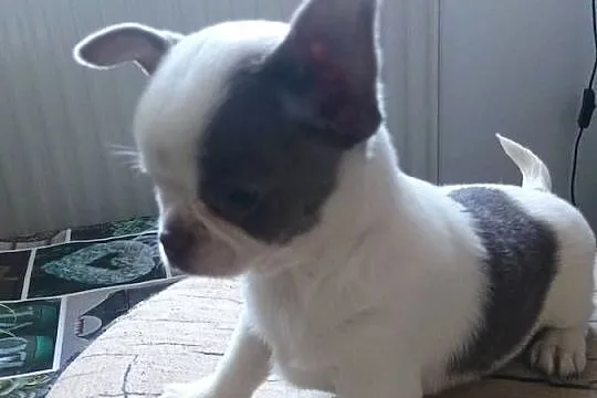 Chihuahua dziewczynka wyjątkowa, Łódzkie, Kleszczów