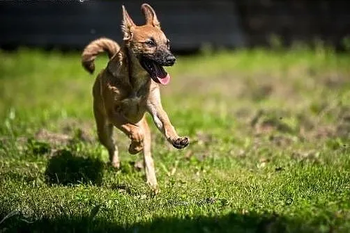 Kochana i młoda MALINKA poleca się do adopcji,  lu