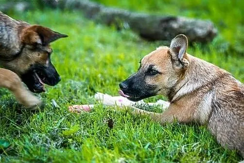 Kochana i młoda MALINKA poleca się do adopcji,  lu