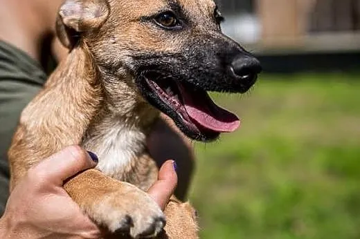 Kochana i młoda MALINKA poleca się do adopcji,  lu