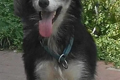 CARMEN- młoda i łagodna suczka mix husky do adopcji,  małopolskie Kraków