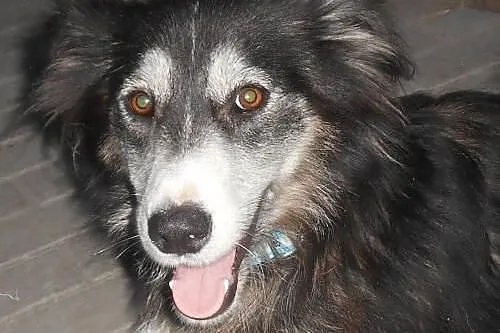 CARMEN- młoda i łagodna suczka mix husky do adopcj