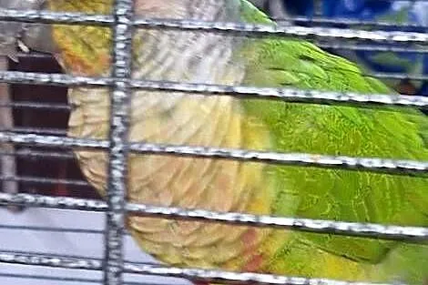 Papugi ręcznie karmione i nie tylko, Lubuskie, Gorzów Wielkopolski