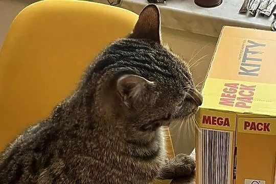 Mokra karma dla kota Kitty mix smaków, Mazowieckie, Warszawa
