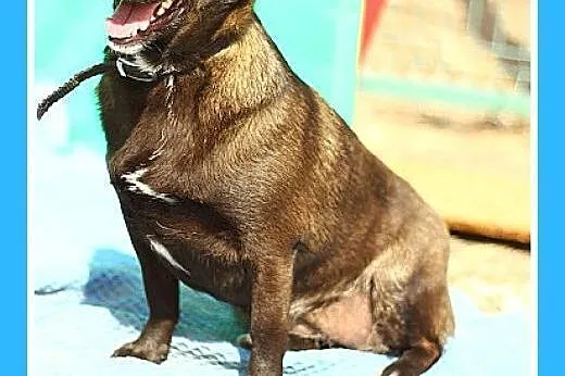 9 kg,wielkości jamnika,łagodna,grzeczna,czekoladow