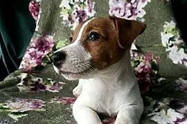 Wzorcowy Jack Russell terrier doskonała budowa rodzice FCI