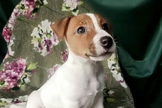 Wzorcowy Jack Russell terrier doskonała budowa rodzice FCI, Opolskie, Krapkowice