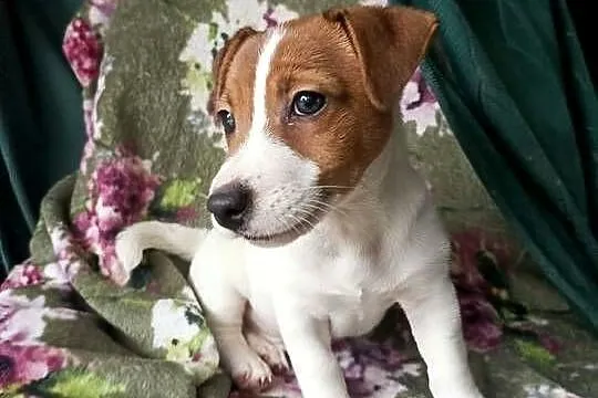 Wzorcowy Jack Russell terrier doskonała budowa rodzice FCI, Opolskie, Krapkowice