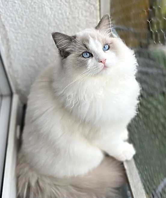 Kocur Ragdoll reproduktor rodowod paszport kitten champion zamiana, Wielkopolskie, Kalisz