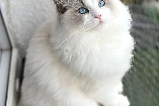 Kocur Ragdoll reproduktor rodowod paszport kitten champion zamiana, Wielkopolskie, Kalisz