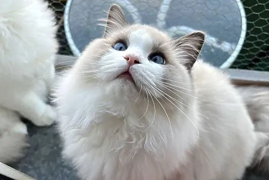 Kocur Ragdoll reproduktor rodowod paszport kitten champion zamiana, Wielkopolskie, Kalisz