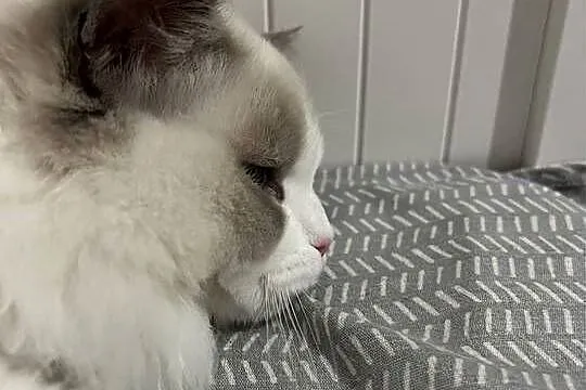 Kocur Ragdoll reproduktor rodowod paszport kitten champion zamiana, Wielkopolskie, Kalisz