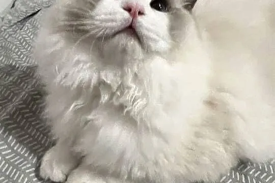 Kocur Ragdoll reproduktor rodowod paszport kitten champion zamiana, Wielkopolskie, Kalisz