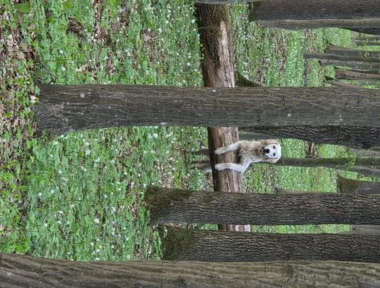 Golden retriever 9 miesięcy wychowywany z dziećmi