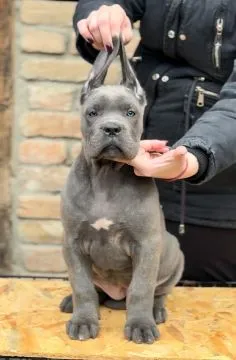 Cane corso zarejestrowane, piękne szczenięta na sprzedaż, Mazowieckie, Warszawa