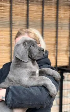 Cane corso zarejestrowane, piękne szczenięta na sprzedaż, Mazowieckie, Warszawa