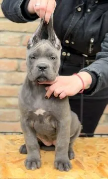 Cane corso zarejestrowane, piękne szczenięta na sprzedaż, Mazowieckie, Warszawa