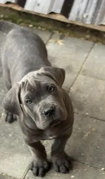 Cane corso zarejestrowane, piękne szczenięta na sprzedaż, Mazowieckie, Warszawa