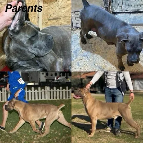 Cane corso zarejestrowane, piękne szczenięta na sprzedaż, Mazowieckie, Warszawa