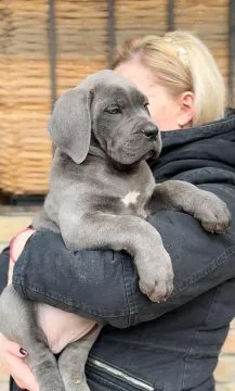 Cane corso zarejestrowane, piękne szczenięta na sprzedaż, Mazowieckie, Warszawa