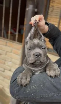Cane corso zarejestrowane, piękne szczenięta na sprzedaż, Mazowieckie, Warszawa