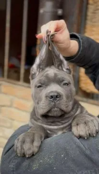 Cane corso zarejestrowane, piękne szczenięta na sprzedaż, Mazowieckie, Warszawa