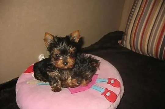 York yorki mini yoreczki